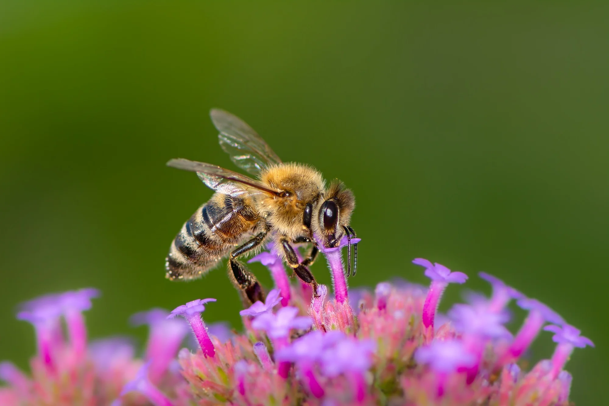 Honigbiene auf einer Blüte