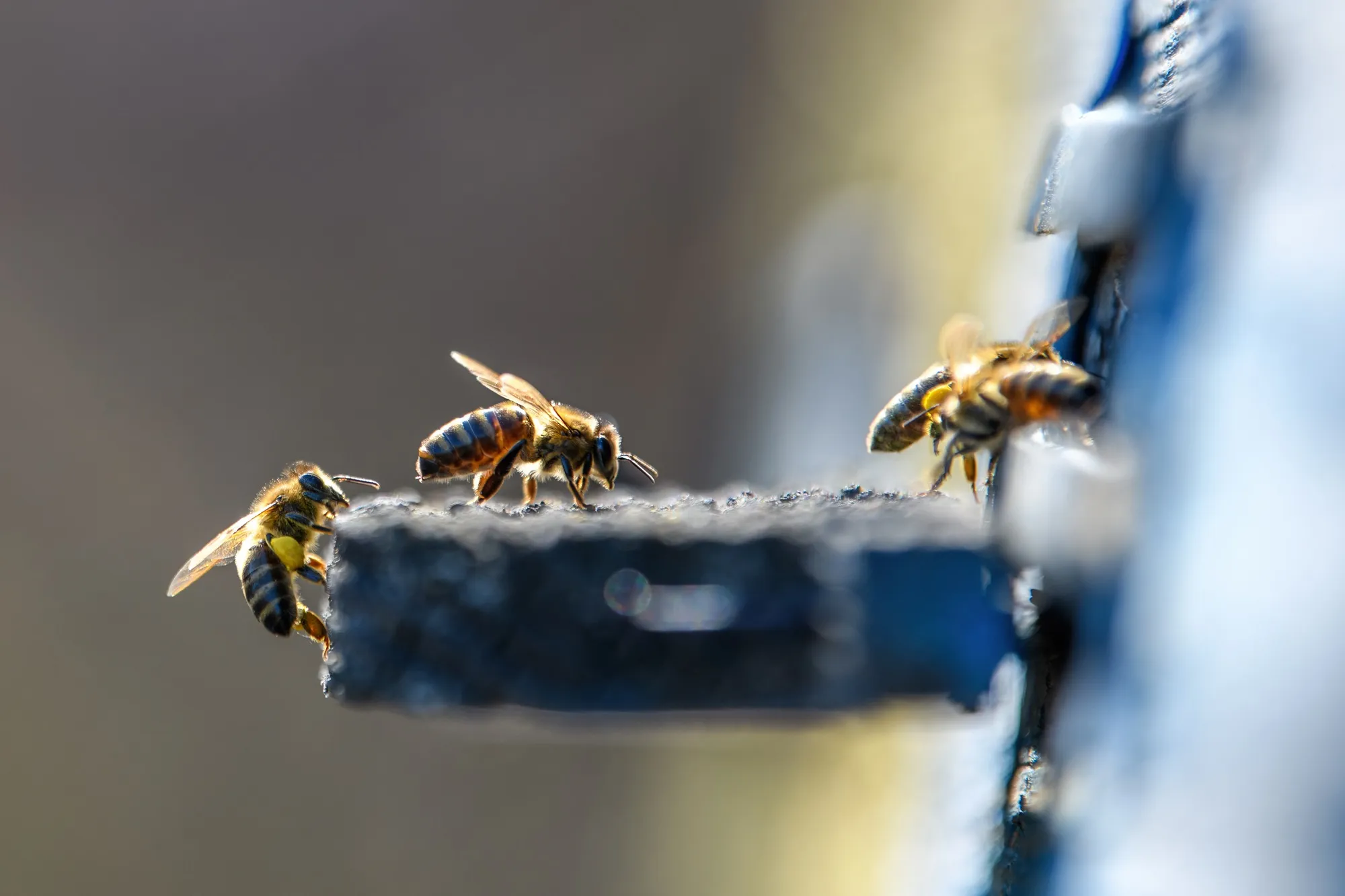 Bienen am Flugloch eines Bienenstocks